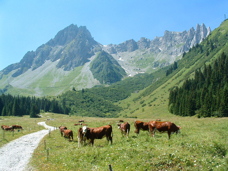 Chalet rental for groups and seminars in the Alps