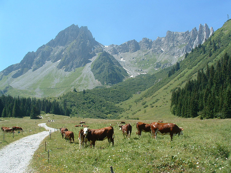 Chalet d'Alpage Cornillon à Cordon