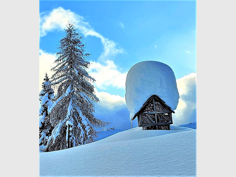 Chalet d'Alpage Cornillon à Cordon